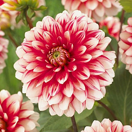 Георгина декоративная Ларриз Лав