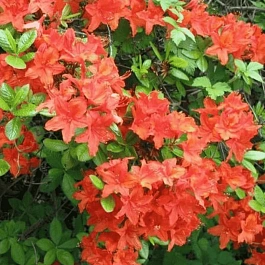 Рододендрон японский Geisha Orange
