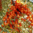Облепиха Чечек