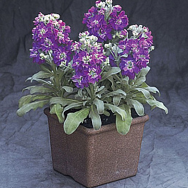 Маттиола Синдерелла Блю