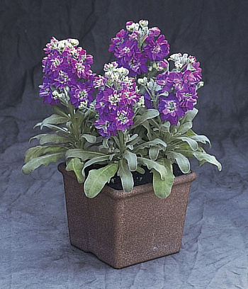 Маттиола Синдерелла Блю