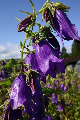 Колокольчик гибридный Кент Белль Колокольчик гибридный Кент Белль