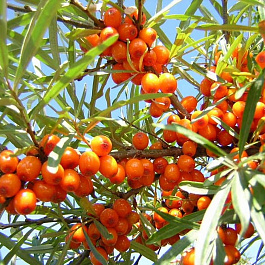 Облепиха Алтайская