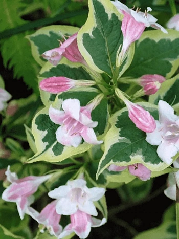 Вейгела цветущая  Variegata