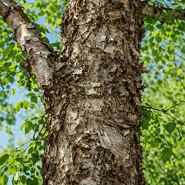 Береза черная дальневосточная