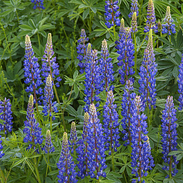 Люпин многолистный Фестиваль синий НАБОР 2ШТ