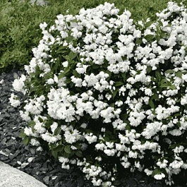 Чубушник Snowbelle