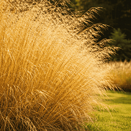 Щучка дернистая Bronzeschleier