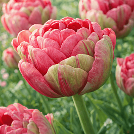 Тюльпан Махровый Renown Unique
