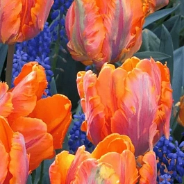 Тюльпан попугайный Irene Parrot