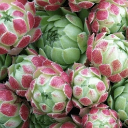 Молодило гибридное Edward balls