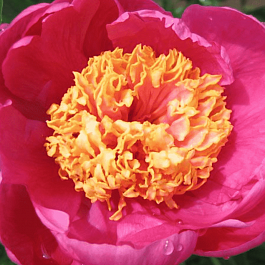 Пион Молочноцветковый Doreen