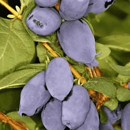 Жимолость плодовая Boreal Best