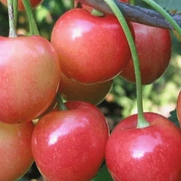 Черешня Юлия