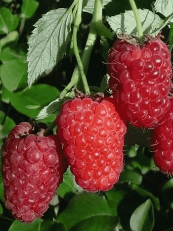 Малина обыкновенная Laszka