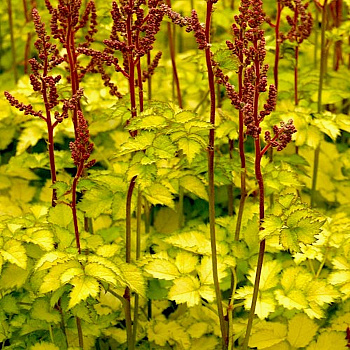 Астильба Арендса Колор Флэш Лайм