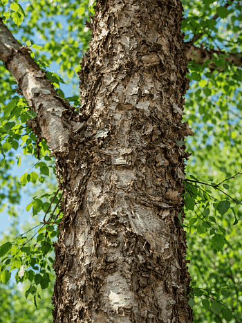 Береза черная дальневосточная