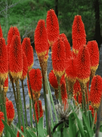 Книфофия ягодная Royal Castle