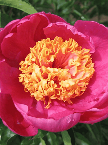 Пион Молочноцветковый Doreen