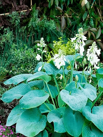 Хоста  Bressingham Blue