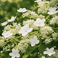 Гортензия метельчатая Goliath