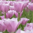 Тюльпан триумф Mistress