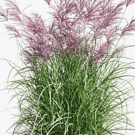 Мискантус китайский 'Red Chief'