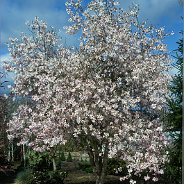 Магнолия Кобус Рогов