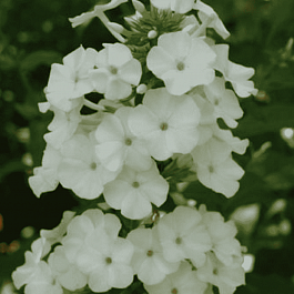 Флокс пятнистый Schneelawine