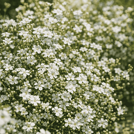 Гипсофила ползучая