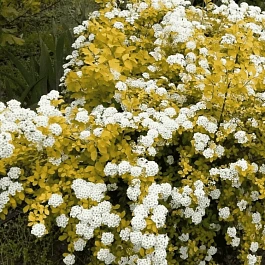 Спирея Вангутта Gold fountain