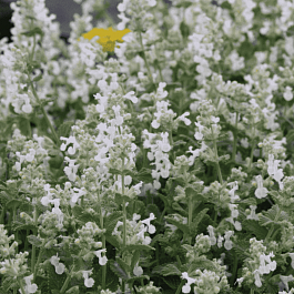 Котовник кистевидный Alba