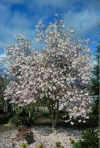 Магнолия Кобус Рогов