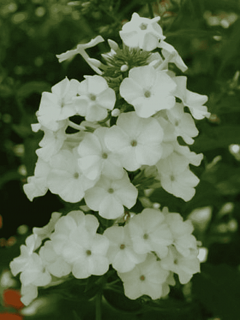 Флокс пятнистый Schneelawine