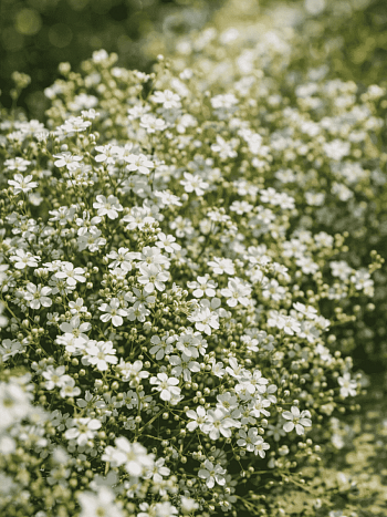 Гипсофила ползучая