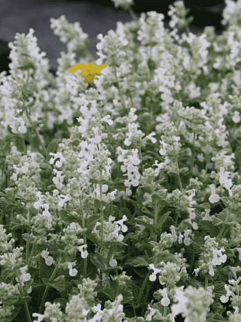 Котовник кистевидный Alba