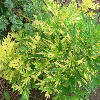 Полынь Variegata
