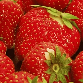 Земляника садовая Шарлотта