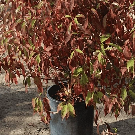 Дерен Red Gnome