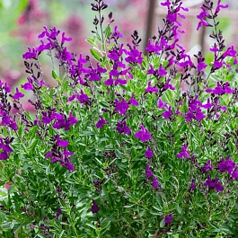 Шалфей Mirage Deep Purple