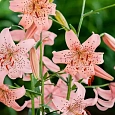 Лилия Pink Giant