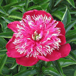 Пион травянистый Баррингтон Бель