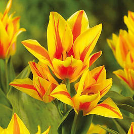 Тюльпан многоцветковый Виннипег