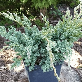 Можжевельник чешуйчатый Hunnetorp