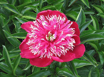 Пион травянистый Баррингтон Бель