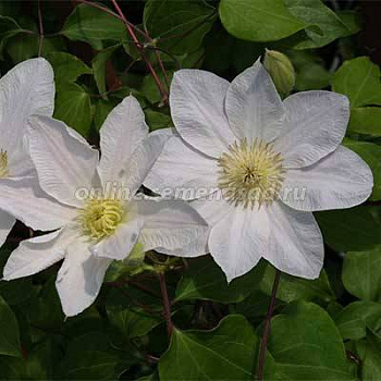 Клематис крупноцветковый Лемон Шифон