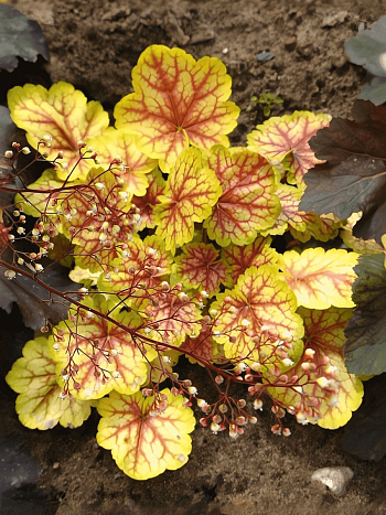 Гейхера Renoir