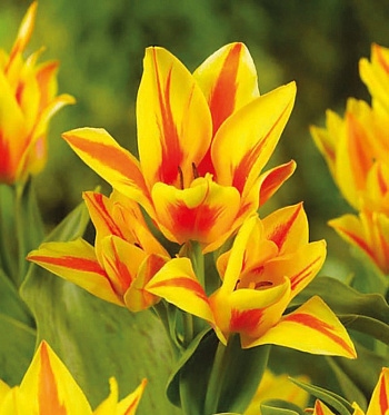 Тюльпан многоцветковый Виннипег