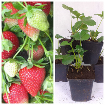 Земляника садовая Крымская ранняя НАБОР 5ШТ