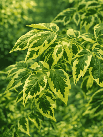 Клен ясенелистный Aureovariegata